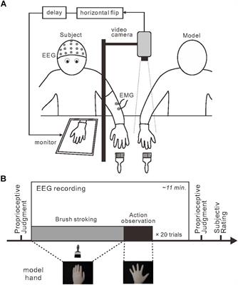 Sensorimotor and Posterior Brain Activations During the Observation of Illusory Embodied Fake Hand Movement